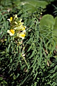 LINARIA VULGARIS,  TOADFLAX,  WILD FLOWER