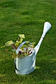 VINE CUTTINGS SOAKING IN WATER,  PROPAGATION,  WATERING CAN