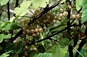 RIBES VULGARE ALBUM,  WHITE CURRANT,  ORGANIC FRUIT