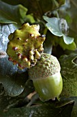 ACORN GALL WASP,  NUT PROBLEM,  KNOPPER GALL