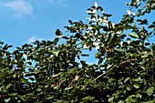 RUBUS FRUTICOSUS,  WILD BLACKBERRY,  BRAMBLE RIPENING