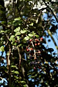 RUBUS FRUTICOSUS,  WILD BLACKBERRY,  BRAMBLE RIPENING
