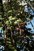 RUBUS FRUTICOSUS,  WILD BLACKBERRY,  BRAMBLE RIPENING