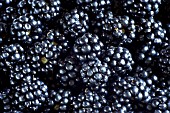 RUBUS FRUTICOSUS,  WILD BLACKBERRIES,  FRESHLY PICKED,   ORGANIC