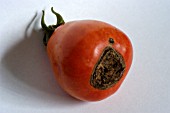 SOLANUM LYCOPERSICUM (PLUM TOMATO) WITH BLOSSOM END ROT