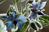 BORAGO OFFICINALIS,  BORAGE,  HERB