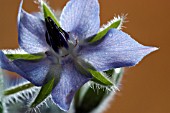 BORAGO OFFICINALIS,  BORAGE,  HERB