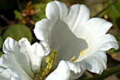 CAMPANULA MEDIUM,  CANTERBURY BELL