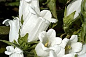 CAMPANULA MEDIUM,  CANTERBURY BELL