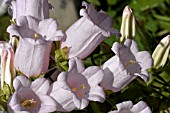 CAMPANULA MEDIUM,  CANTERBURY BELL