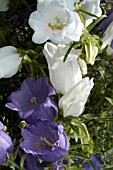 CAMPANULA MEDIUM,  CANTERBURY BELL