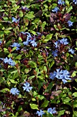 CERATOSTIGMA PLUMBAGINOIDES