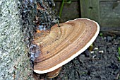 PHELLINUS IGNIARIUS,  BRACKET FUNGUS ON CHERRY TREE TRUNK