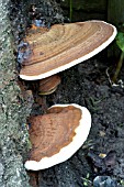 PHELLINUS IGNIARIUS,  BRACKET FUNGUS ON CHERRY TREE TRUNK