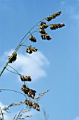 DACTYLIS GLOMERATA,  COCKS FOOT GRASS