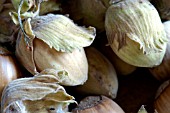 NUTS FROM CORYLUS AVELLANA,  WINDFALL HAZELNUTS