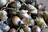 NUTS FROM CORYLUS AVELLANA,  WINDFALL HAZELNUTS