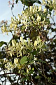 LONICERA PERICLYMENUM,  COMMON HONEYSUCKLE,  WOODBINE