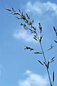 ARRHENATHERUM ELATIUS,  FALSE OAT GRASS