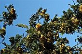 SORBUS JOSEPH ROCK,  ROWAN