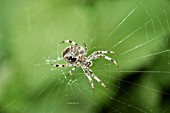 UNDERSIDE OF ARANEUS DIADEMATUS,  COMMON GARDEN SPIDER,  IN WEB