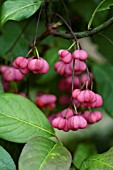 EUONYMUS EUROPAEUS,  SPINDLE TREE