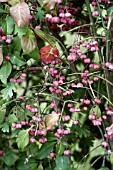 EUONYMUS EUROPAEUS,  SPINDLE TREE