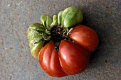 MARMANDE TOMATO,  UNEVEN RIPENING