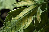 MAGNESIUM DEFICIENCY,  TOMATO LEAF