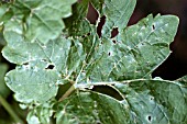 VINE WEEVIL DAMAGE TO VINE LEAF