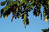 PTEROCARYA x REHDERIANA