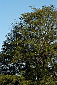 PTEROCARYA x REHDERIANA, (SHOWING WHOLE TREE)
