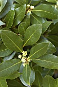 LAURUS NOBILIS