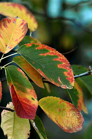 AMELANCHIER_CANADENSIS__SERVICE_BERRY_TREE__AUTUMN_FOLIAGE