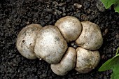 SCLERODERMA VERRUCOSUM,  SCALY EARTHBALL FUNGUS