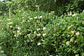 LONICERA PERICLYMENUM