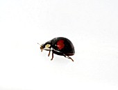 HARLEQUIN LADYBIRD,  HARMONIA AXYRIDIS,