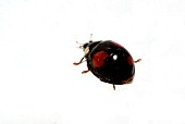 HARLEQUIN LADYBIRD,  HARMONIA AXYRIDIS