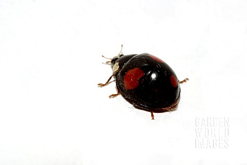 HARLEQUIN_LADYBIRD__HARMONIA_AXYRIDIS