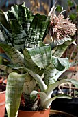 AECHMEA FASCIATA,  AECHMEA RHODOCYANEA,  DYING FLOWER SPIKE,  BEFORE PROPAGATION