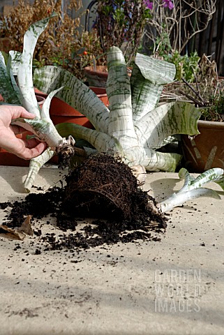 AECHMEA_FASCIATA__AECHMEA_RHODOCYANEA__PROPAGATION__DETACHING_SUCKER_LIKE_OFFSETS_IN_MARCH