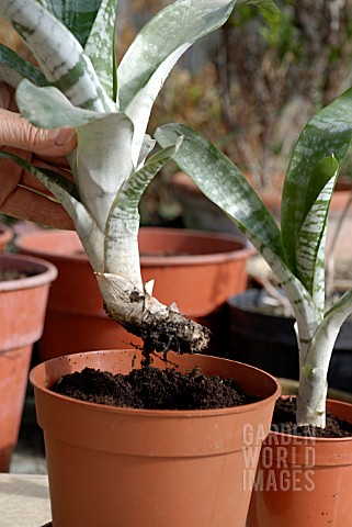 AECHMEA_FASCIATA__AECHMEA_RHODOCYANEA__PROPAGATION__POTTING_SUCKER_LIKE_OFFSETS_IN_MARCH