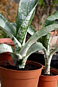 AECHMEA FASCIATA,  AECHMEA RHODOCYANEA,  OFFSETS RE POTTED