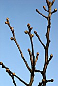 FRUIT BUDS,  SPURS ON PEAR TREE