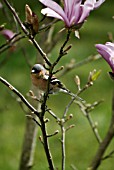 MALE CHAFFINCH,  FRINGILLA COELEBS,  ON MAGNOLIA SUSAN