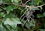 HEDERA HELIX,  IVY,  ROOTLETS GROWING FROM STEM