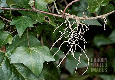 HEDERA_HELIX__IVY__ROOTLETS_GROWING_FROM_STEM