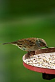 FEMALE LINNET,  ACANTHIS CANNABINA