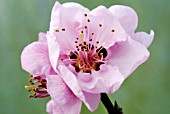 NECTARINE BLOSSOM,  SPRING