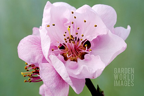 NECTARINE_BLOSSOM__SPRING